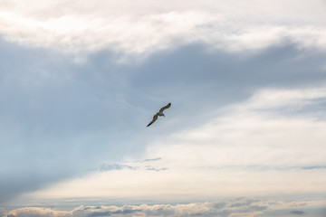 Lone seagull flying with a cloudy sky background