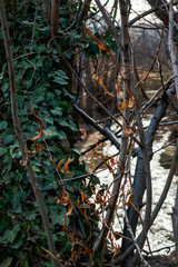 Ivy covered tree and a river