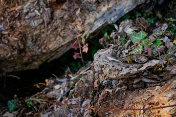 Wood and Ivy Cave Version Two