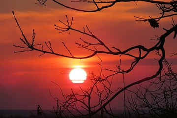 Beautiful red fiery sunset on branches background 