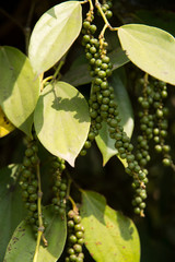 Close-up of ripening black pepper on the way to Douala, Cameroon, Africa.
