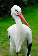 Storch