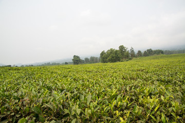 Fototapeta na wymiar Tea plantation at the foot of Mount Cameroon, Buea, Cameroon, Africa
