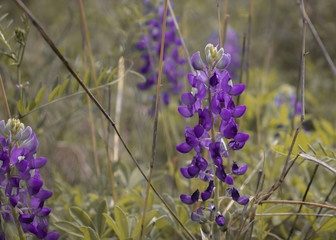 Purple Flower