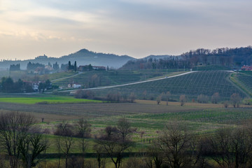 Spring sunset in the vineyards of Collio Friulano