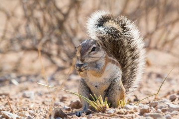 Naklejka na ściany i meble Squirrel sits on the ground and eats, with the bushy tail there is shadow, Kgalagadi Transfrontier National Park, South Africa, Africa.