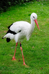 Storch
