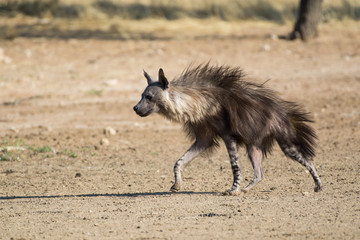 A brown hyena runs back into her burrow after drinking at the waterhole, Kgalagadi Transfrontier National Park, South Africa, Africa.