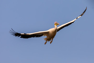Great White Pelican