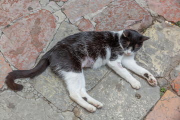 A kitten rests peacefully on an old street