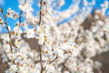white plum flowers on blue sky and old church Jvari background,