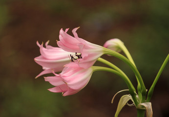 Fototapeta premium Flowers of Crinum sp. plant in a botanical garden