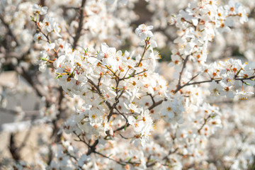 Plum white flowers with the soft background
