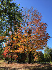 Fototapeta premium Orange Leaves 3