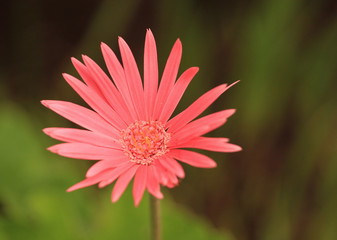 Obraz premium Beauty of nature - flower of Gerbera in a botanical garden