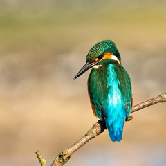 Common Kingfisher (Alcedo atthis) male perched on a branch looking into the lake, Norfolk, England, UK.