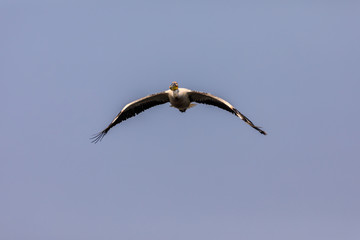 Great White Pelican