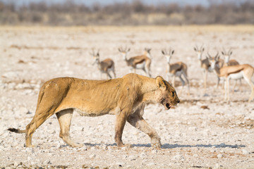 An old, starving female lion, probably on her way to die, Etosha National Park, Namibia, Africa.