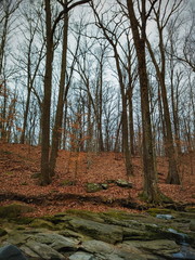 Fallen Leaves with Bare Trees on a Hillside