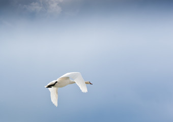 swan is flying  in the sky