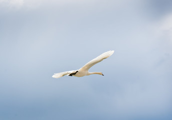 Fototapeta na wymiar swan is flying in the sky