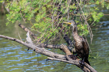 Indian Cormorant 