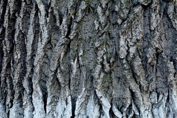 Poplar bark background