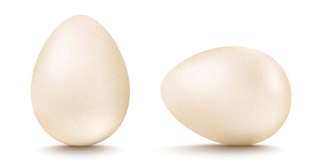 Vector set realistic white eggs