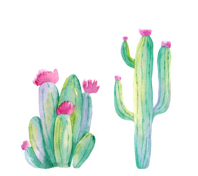 watercolor cactus. Raster illustration. illustration for greeting cards, invitations, and other printing projects. on white background.High resolution.Clipping path included.