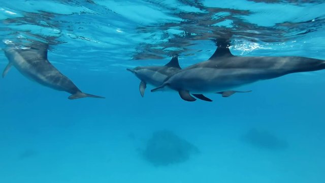 Family of fore dolphins swim under sufrace of water. Spinner Dolphin (Stenella longirostris), Underwater shot, closeup. Red Sea, Sataya Reef (Dolphin House) Marsa Alam, Egypt, Africa