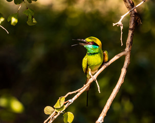 Sri Lanka - Uda Walawe NP - Green Bee Eater