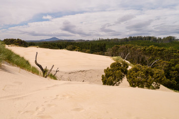 Rand der Henty-Sanddünen