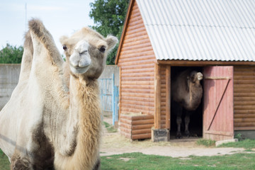Family of white two-humped camels couple stand in zoo aviary yard