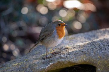 Rock and Robin