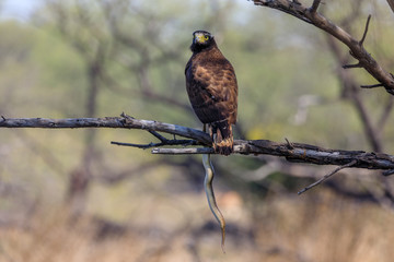 Crested Serpent Eagle with a snake caught