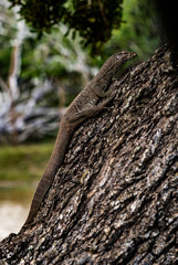 Obraz premium Sri Lanka - Yala NP - Iguana on a Tree