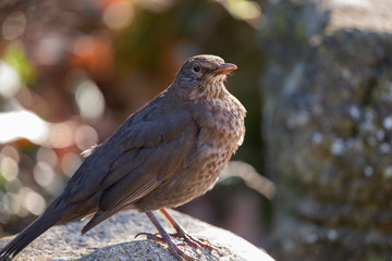 Female Blackbird