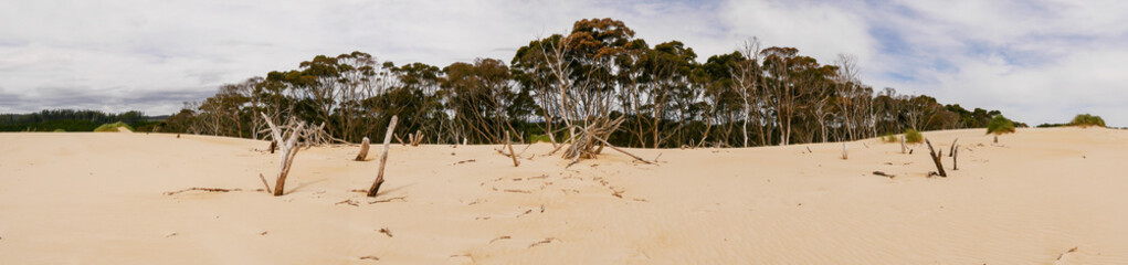Totes Holz in den Henty-Sanddünen