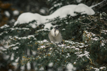 Curious Bird resting in the pines