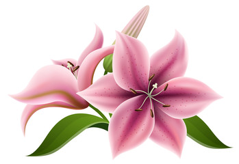 Pink lily flower with bulb and green leaf, isolated on white. Realistic vector illustration for summer background, wedding design or other nature greeting card