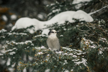 Curious Bird resting in the pines 2