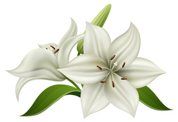 White lily flower with bulb and green leaf, isolated on white. Realistic vector illustration for summer background, wedding design or other nature greeting card - 257061832