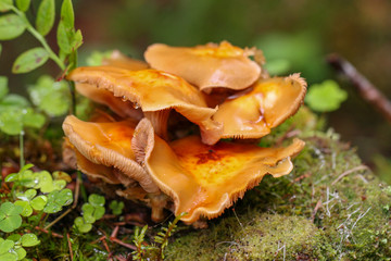 Mushrooms in the forest