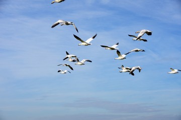 白雁　はくがん　ハクガン　snow goose