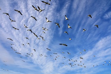 白雁　はくがん　ハクガン　snow goose