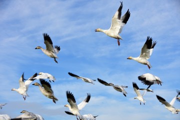 白雁　はくがん　ハクガン　snow goose