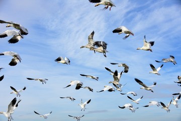 白雁　はくがん　ハクガン　snow goose