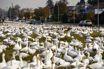 Naklejka premium 白雁 はくがん ハクガン snow goose
