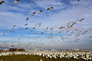 白雁　はくがん　ハクガン　snow goose