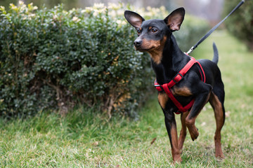 Miniature Pinscher dog is on the green grass on the background of shrubs and trees.